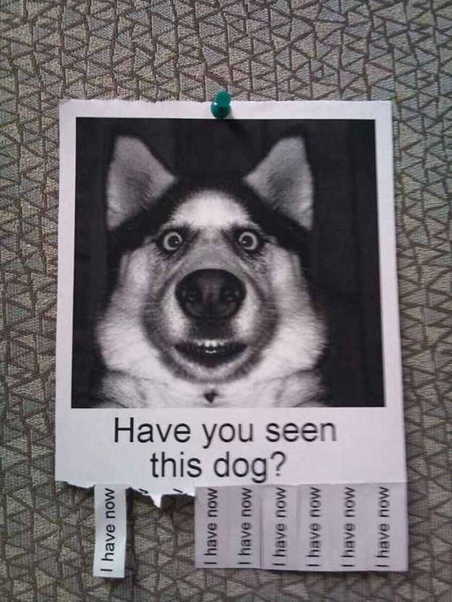 seen this dog.jpeg