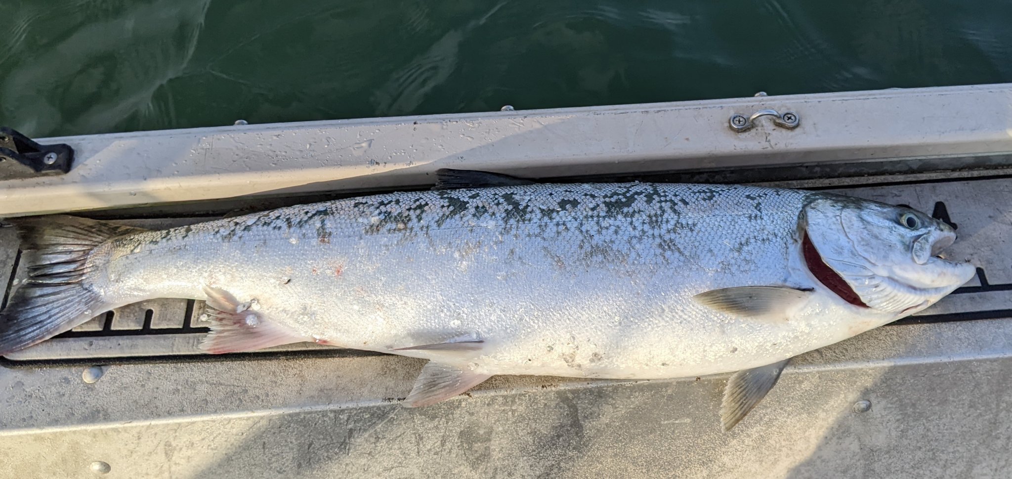 sept 30 coho.jpg