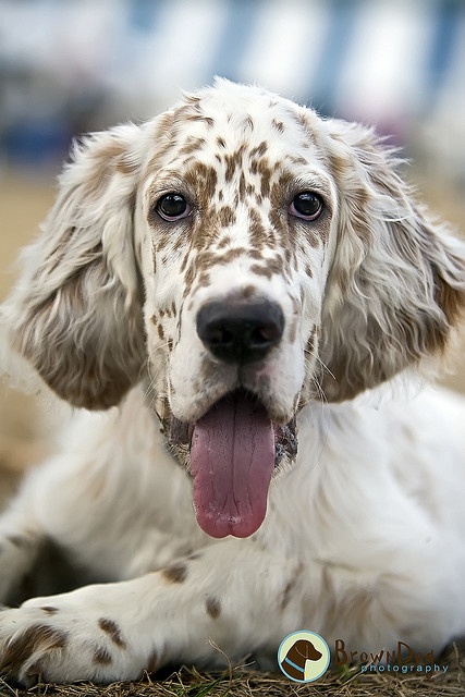 setter.jpg
