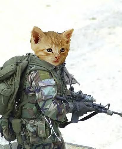 sf cat.jpg