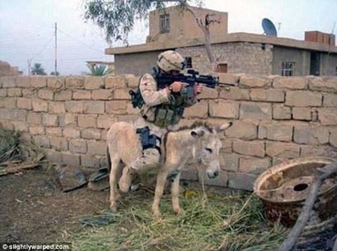 sf donkey.jpg