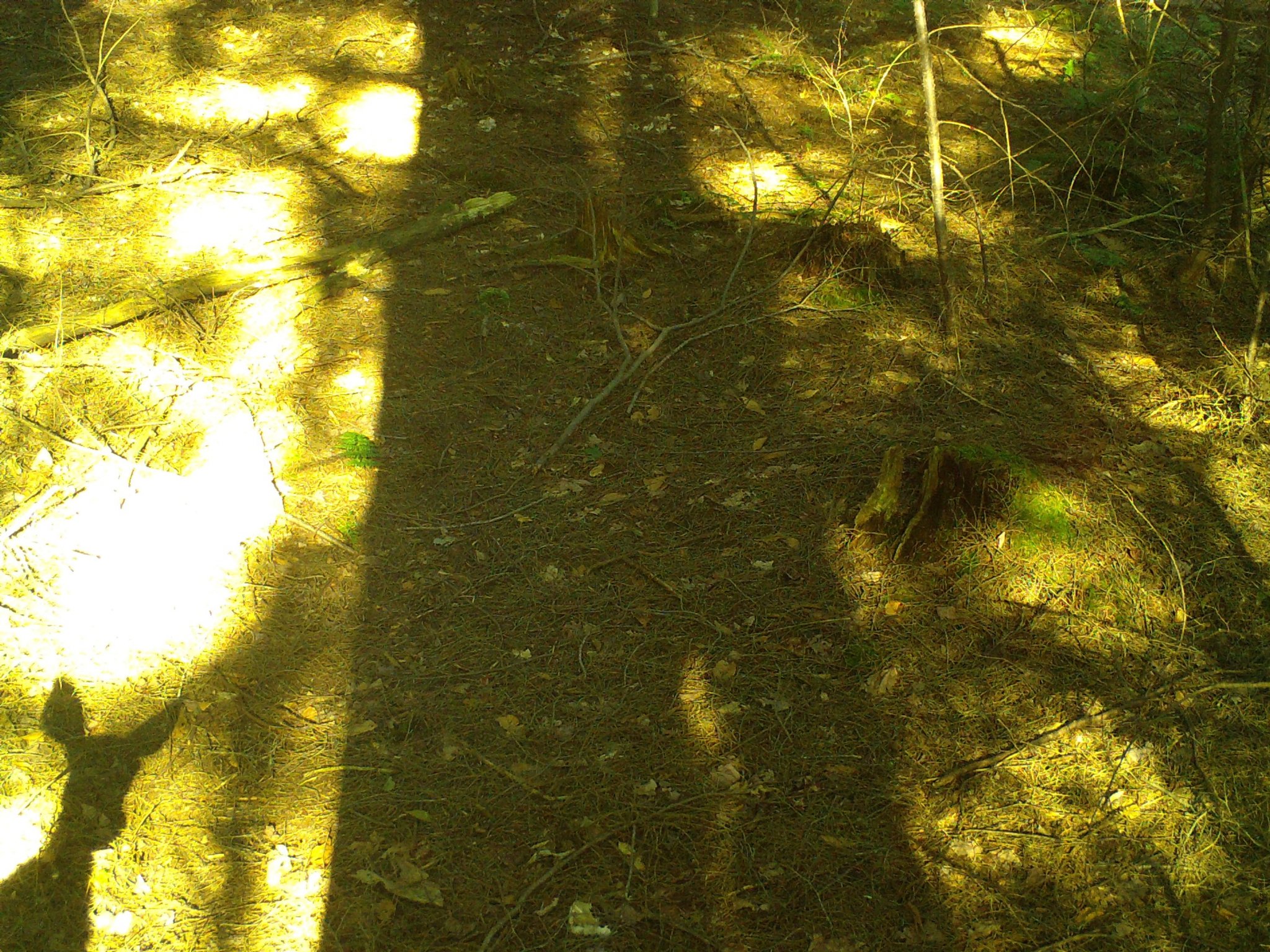 shadowjpg.jpg