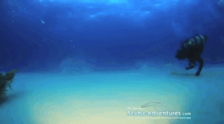 shark pet.gif