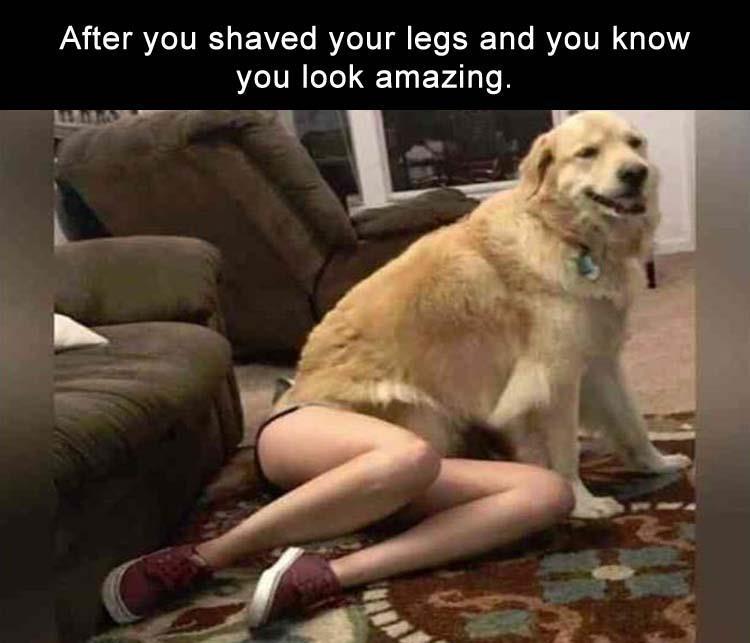 shaved legs dog.jpeg