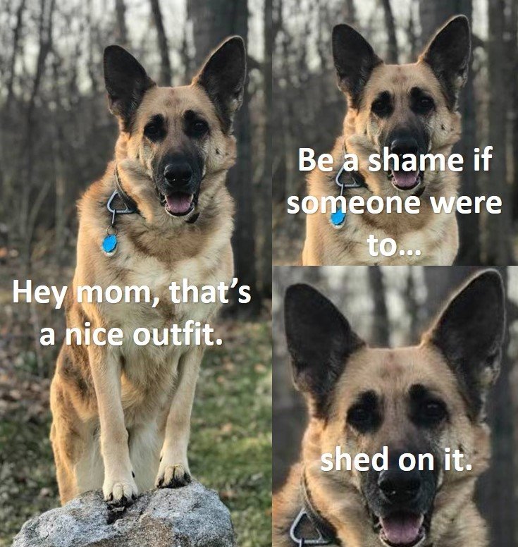 Shed on it.jpg