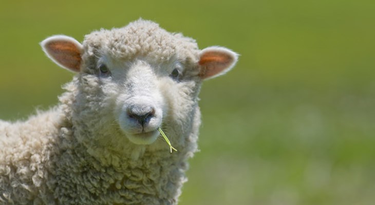 sheep-closeup-eating-grass.jpg
