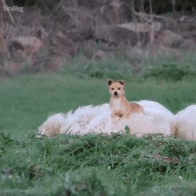 sheep dog.gif