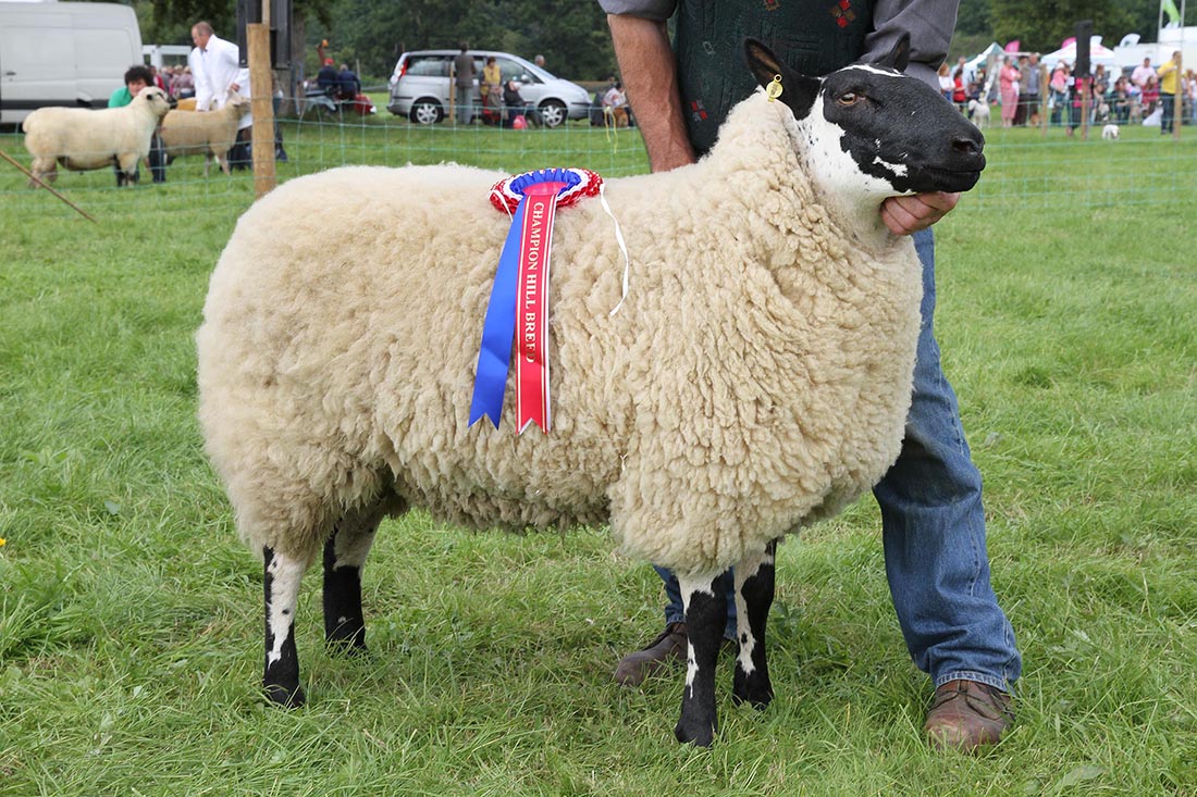 sheep.jpeg