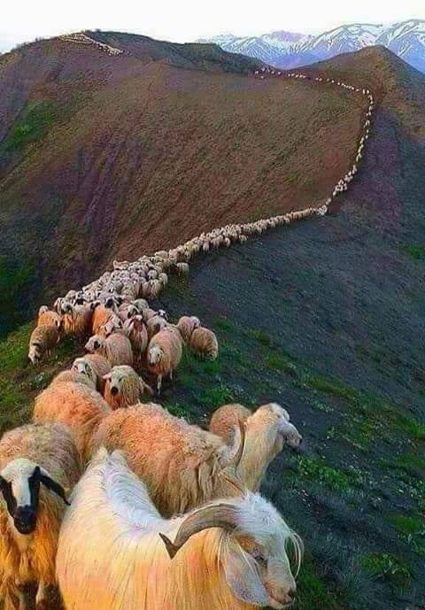 sheep.jpg