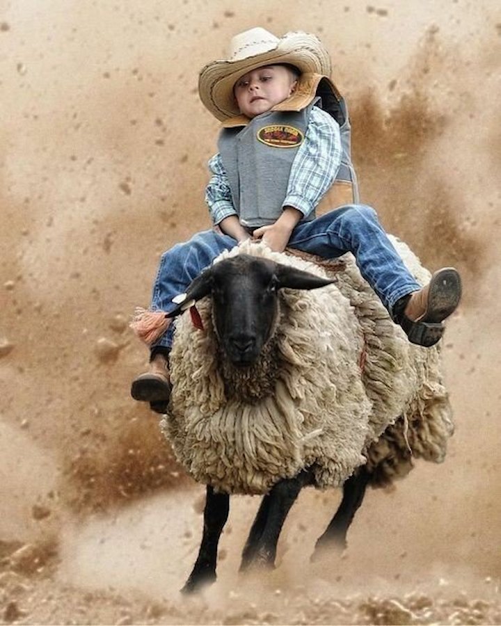sheep ride.jpg