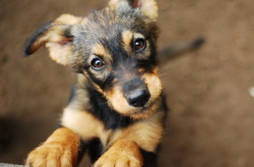 shelter-dog-cropped-1-632x329.jpg