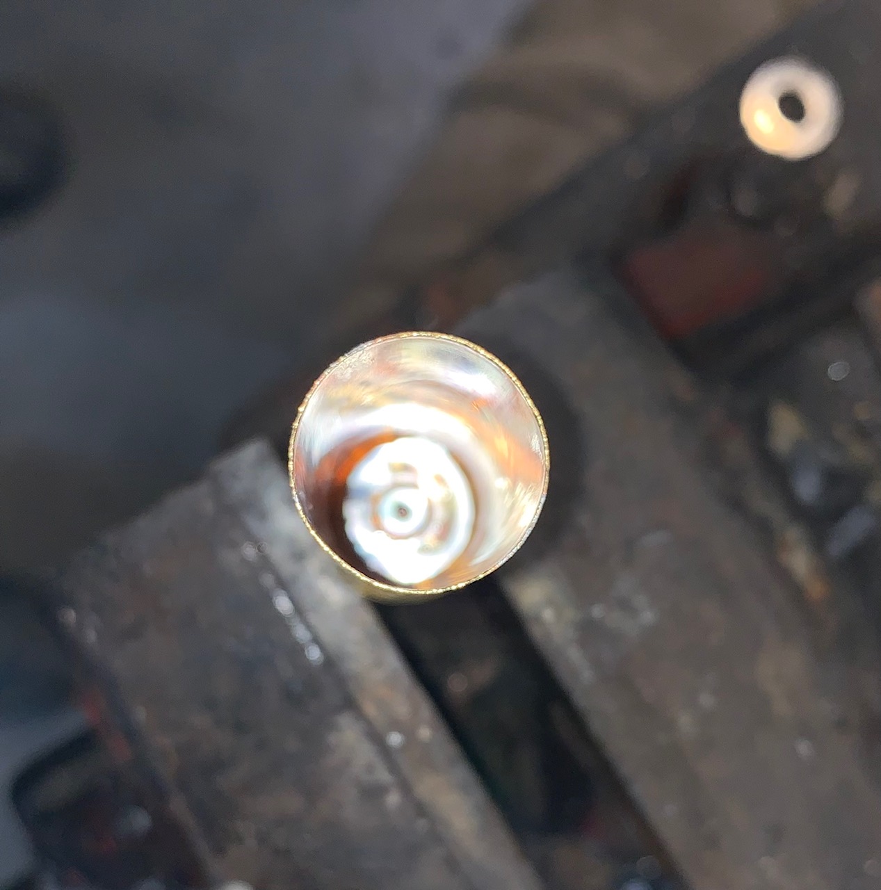 shotshell 8.jpg