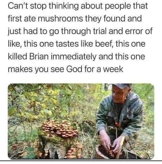 shrooms.jpg