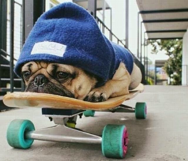  skater pup.jpeg