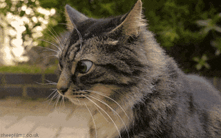 Skeptical Cat.gif