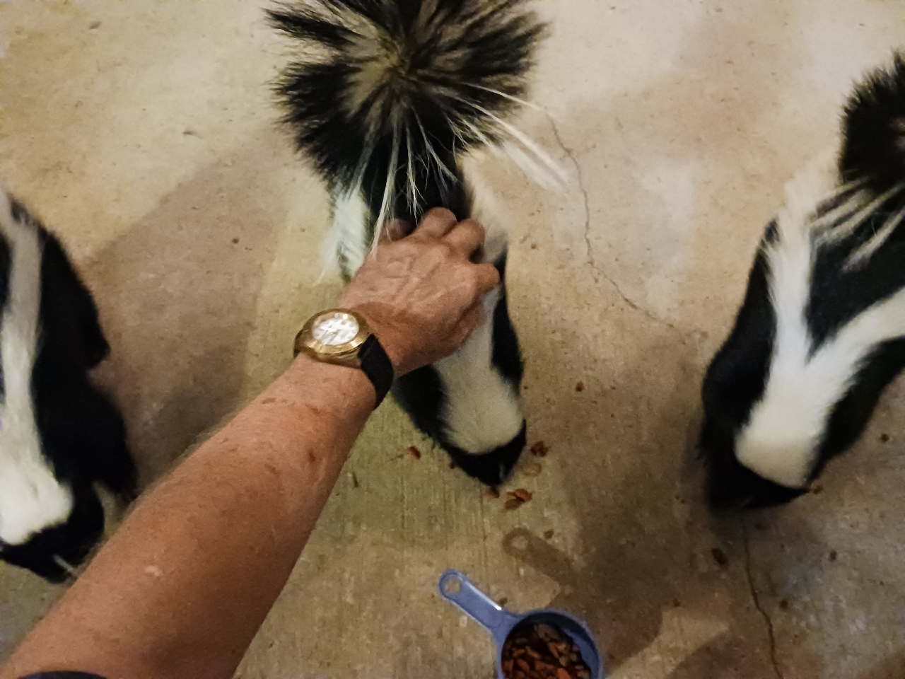 SKUNK.jpg