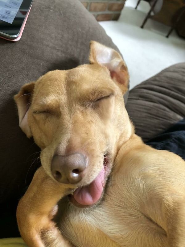 sleep funny dog.jpeg