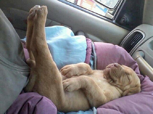 sleep pup back.jpeg