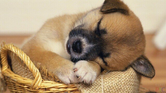 sleep pup.jpeg