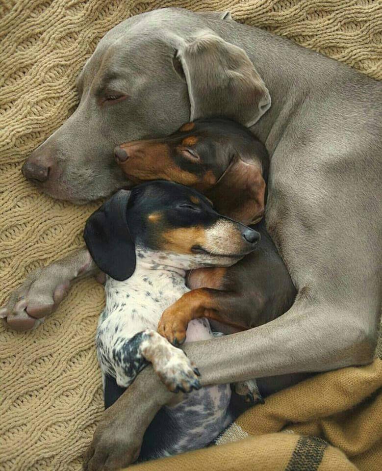 sleeping dogs.jpeg