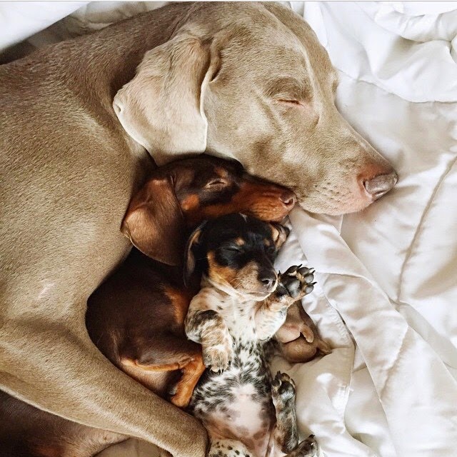 sleeping dogs.jpg