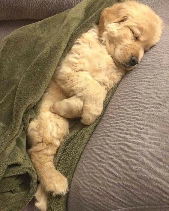sleeping pup.jpeg