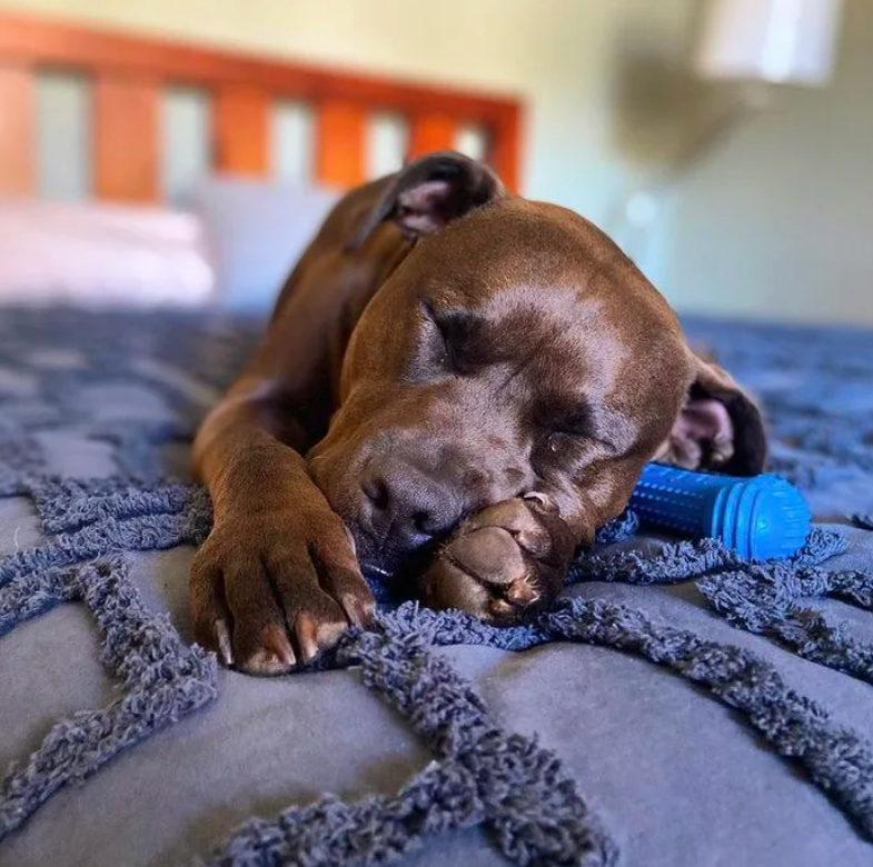 sleepy pup.png