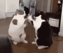 slow-cat-boxing-lethargic.gif