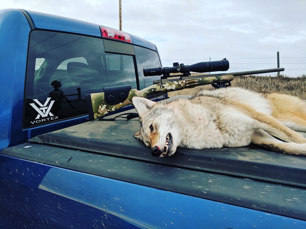 smallercoyote.jpg