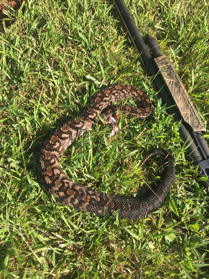 snake 1 - Copy.jpg