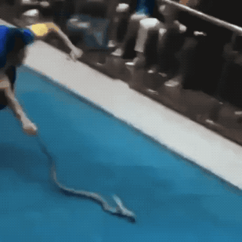 Snake-handling-gone-bad....gif