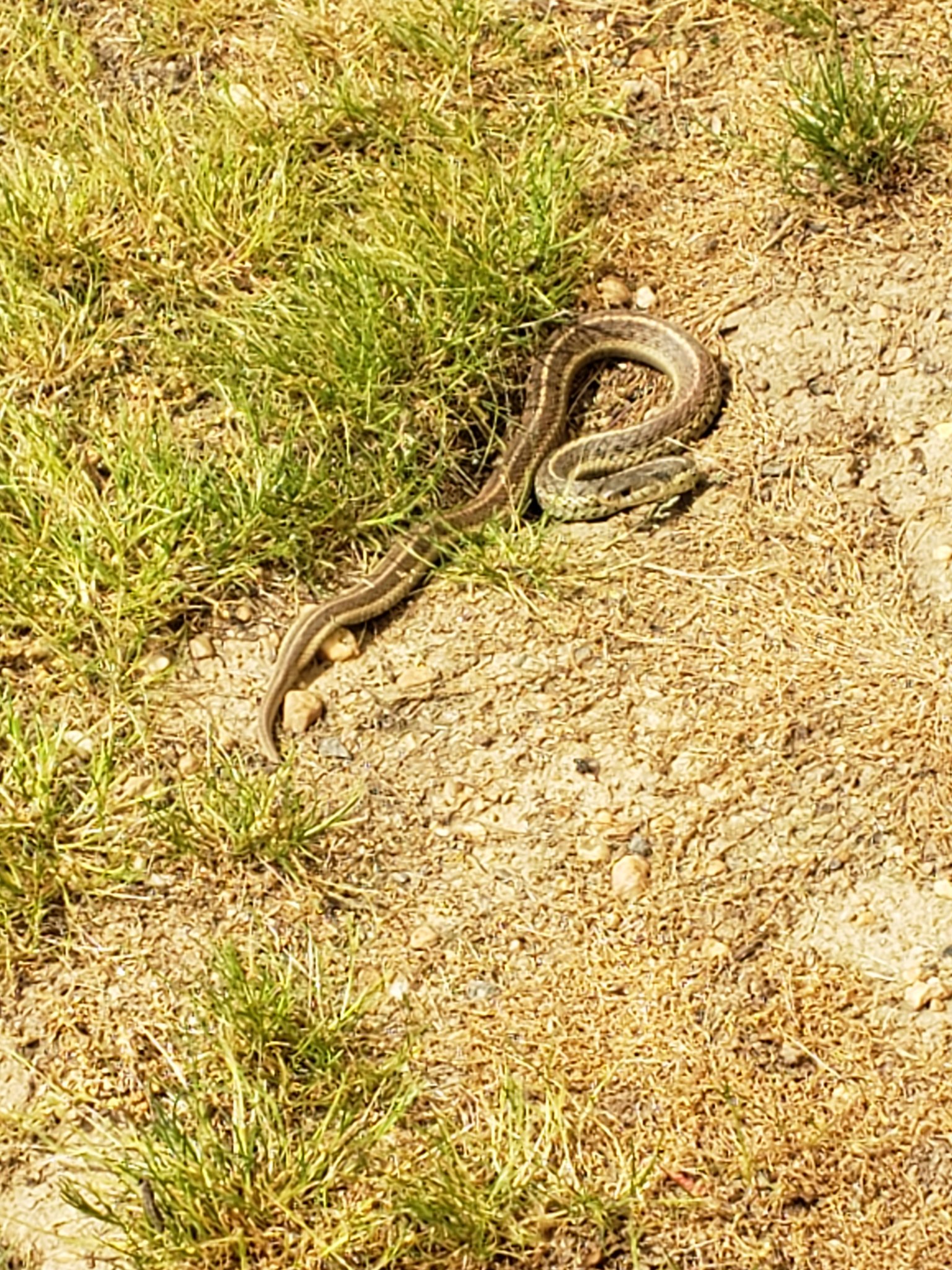 snake.jpg
