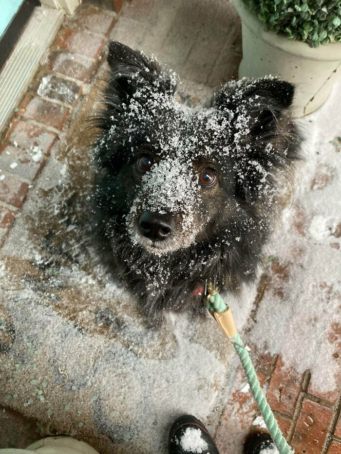 snow dog.jpg