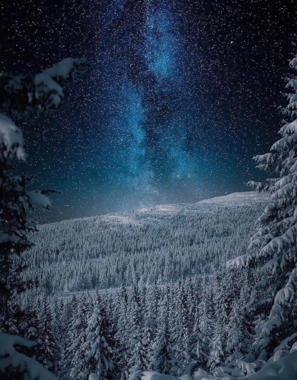 snow forest.jpeg