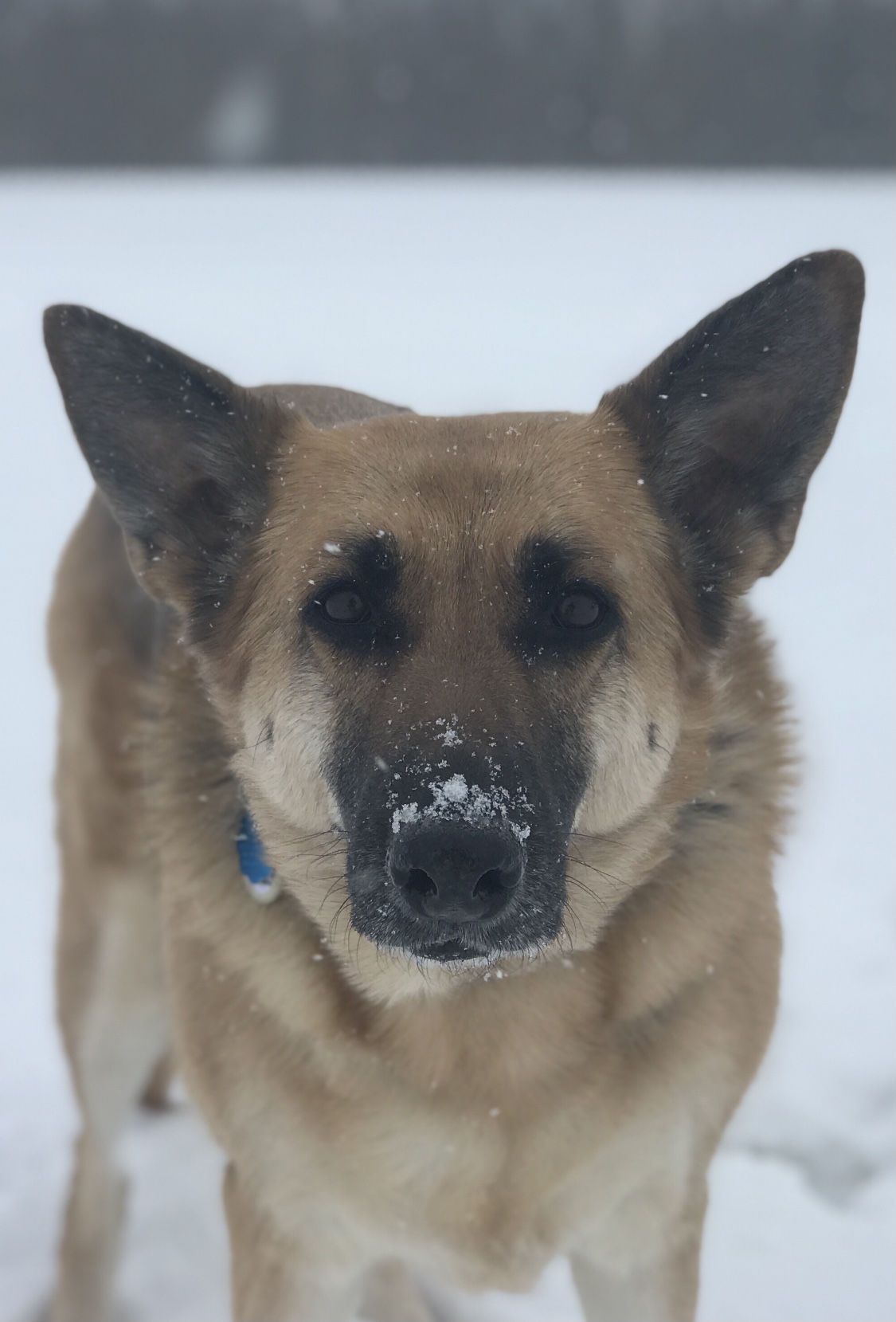 Snow pup 2021.JPG