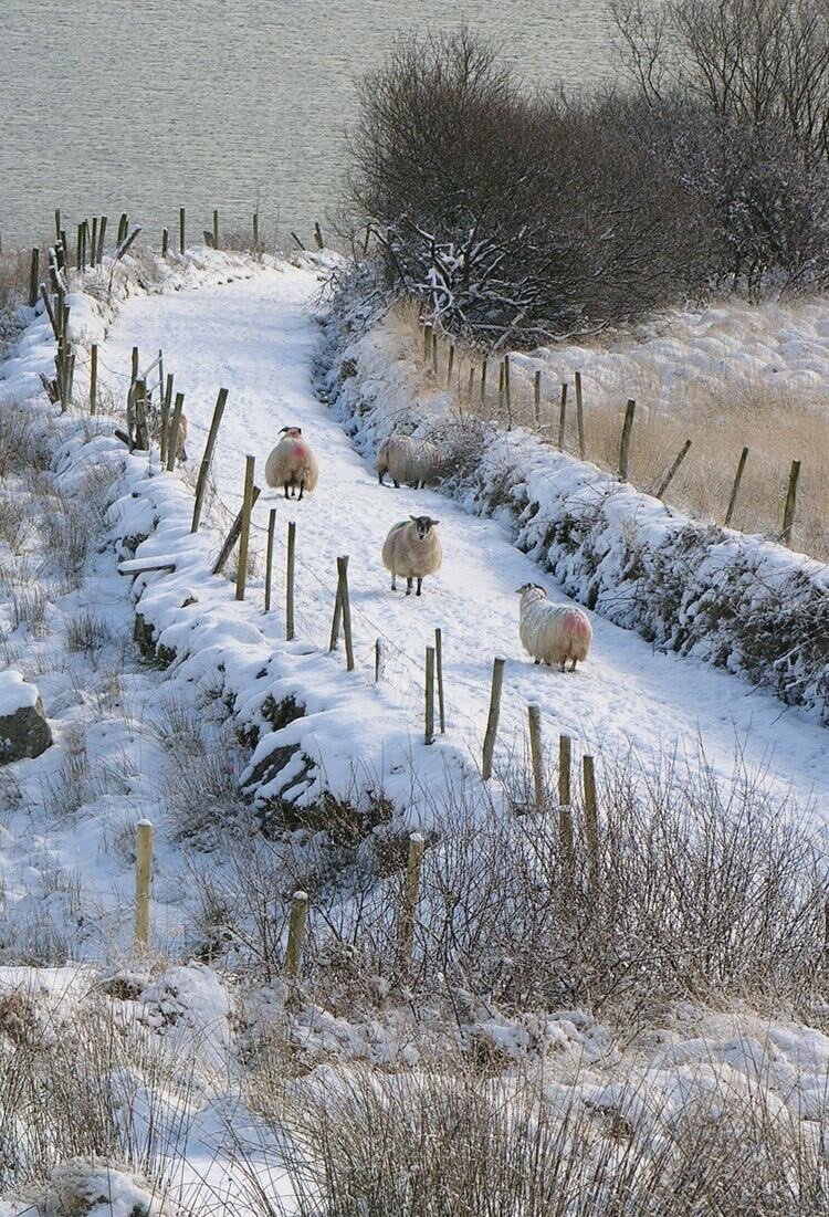 snow sheep.jpeg