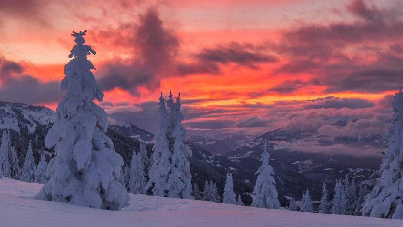 snow trees.jpeg
