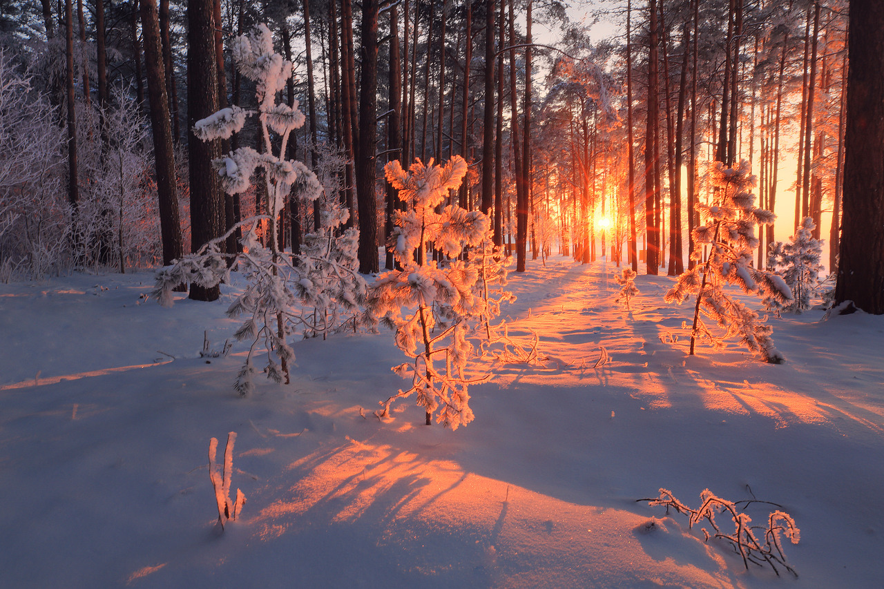 snow trees.jpeg