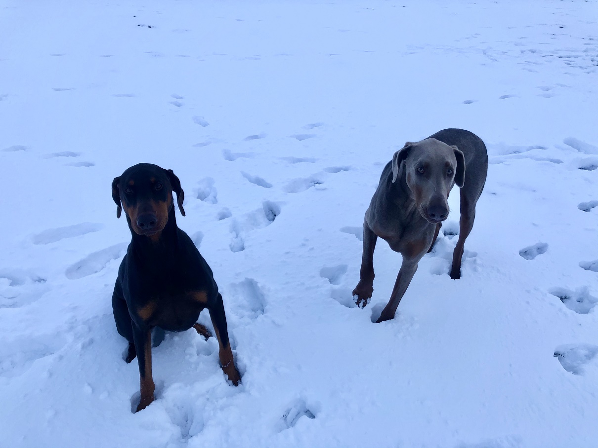 Snow2.jpg