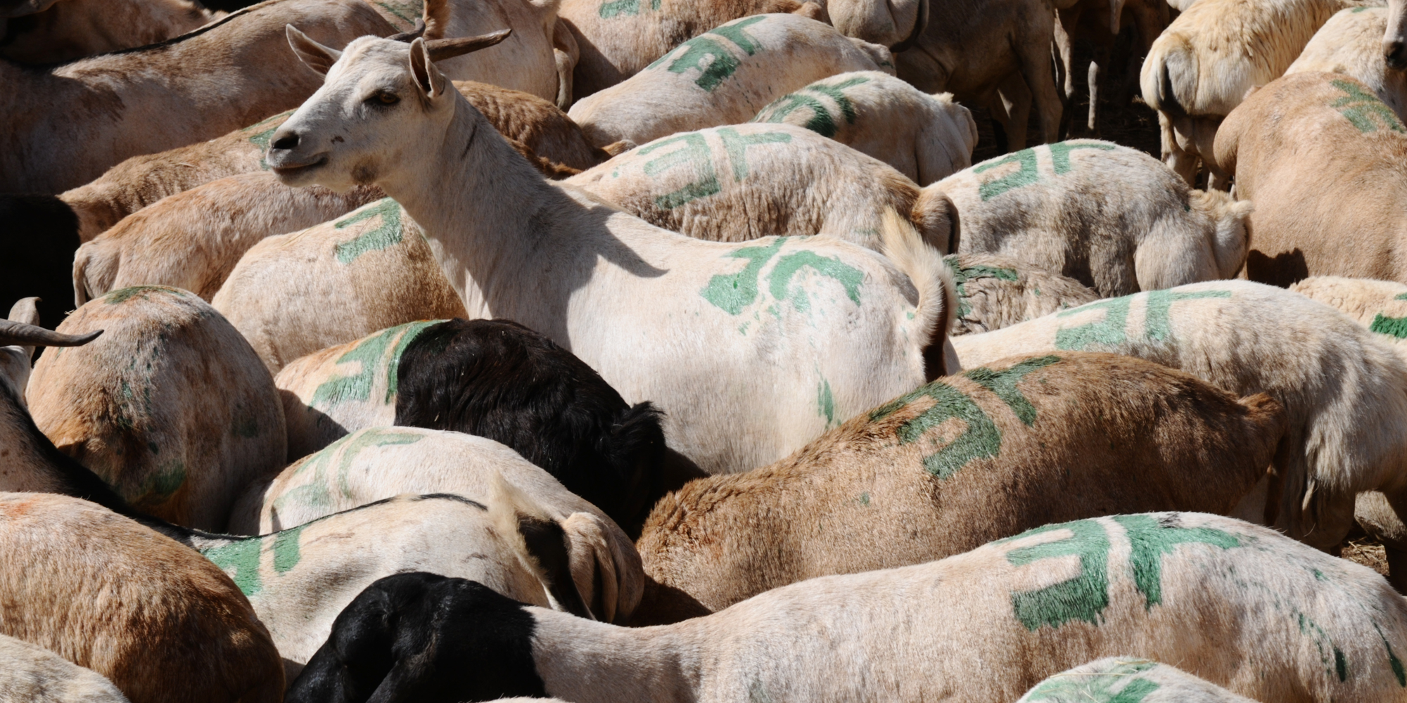 somaliland-livestock.png