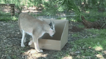 source.gif