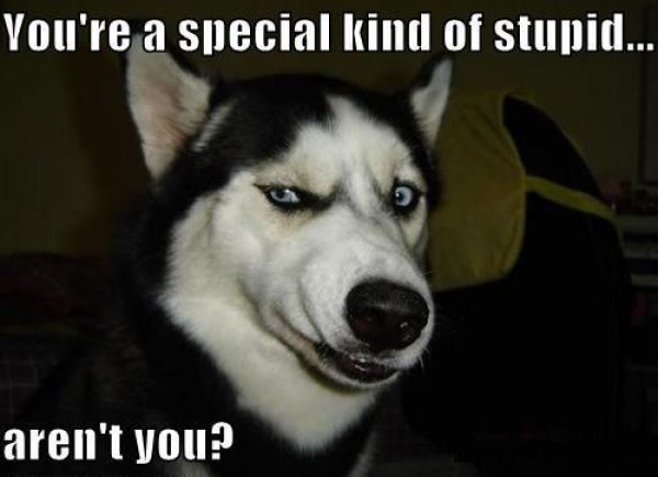 Special-Kind-of-Stupid.jpg