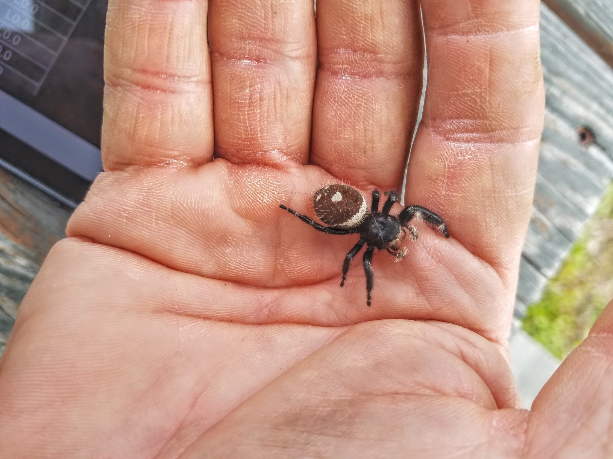 SPIDER 1.jpg