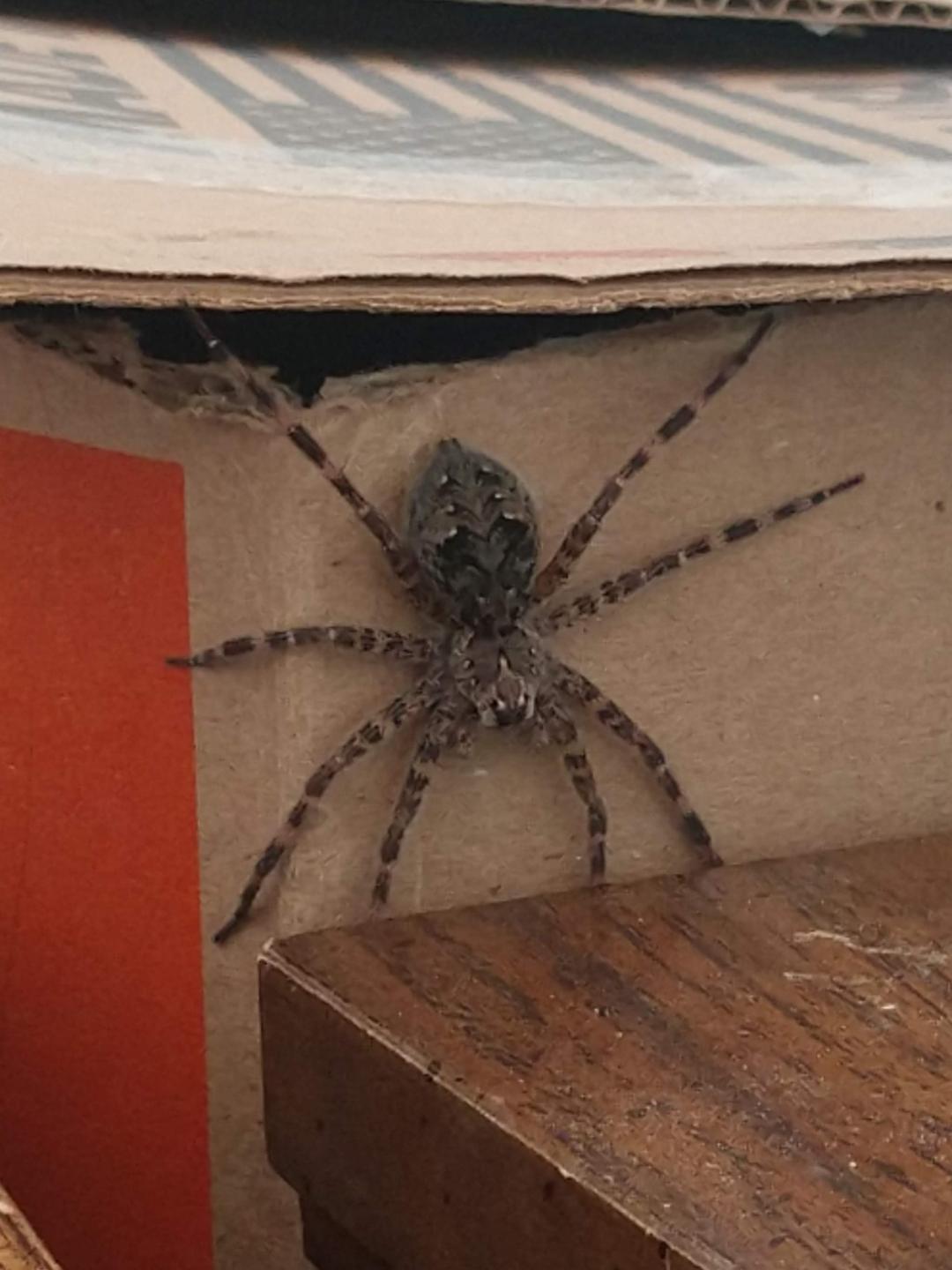spider she shed.jpg