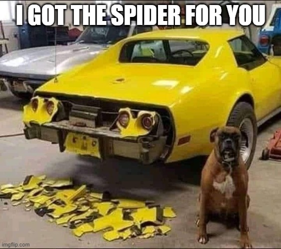 spider1.jpg