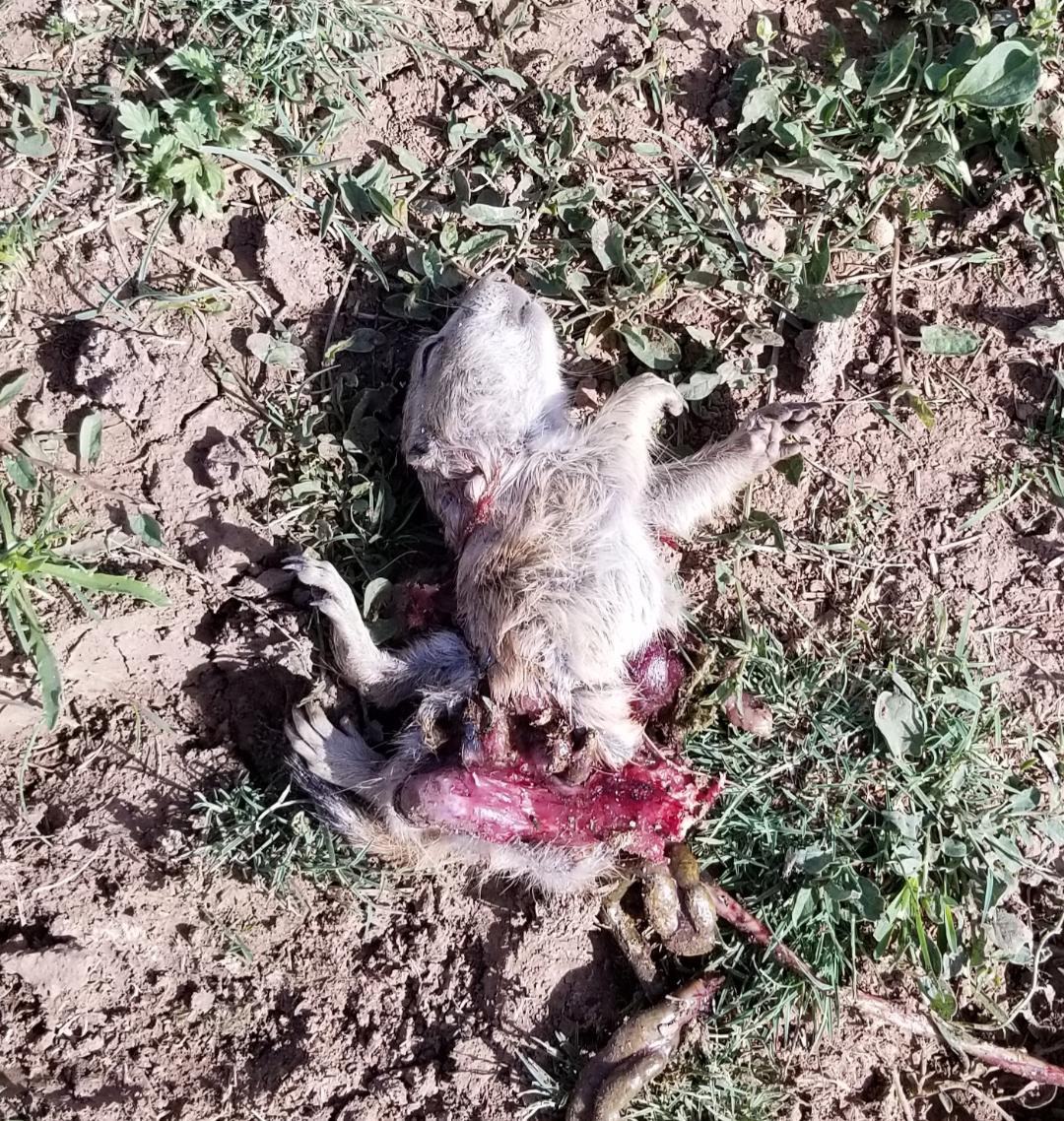 sploded_prairie_dog_1.jpg