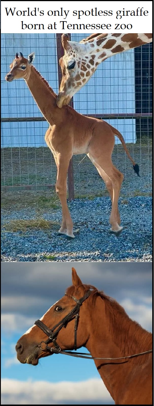 Spotless Giraffe.jpg