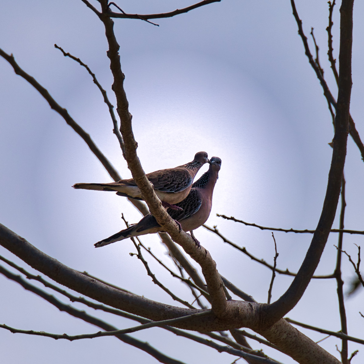 spotted dove kiss 1.jpg