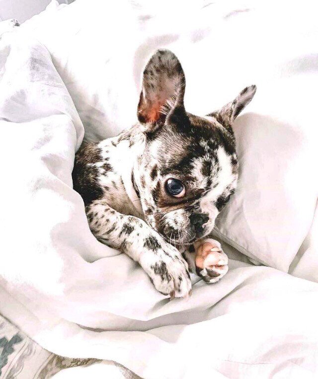 spotted pup.jpeg