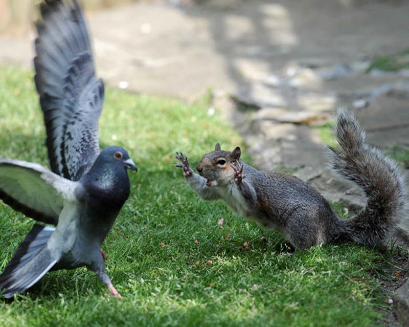 sqrl pigeon.jpeg.jpg